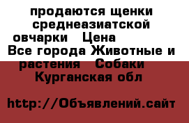 продаются щенки среднеазиатской овчарки › Цена ­ 30 000 - Все города Животные и растения » Собаки   . Курганская обл.